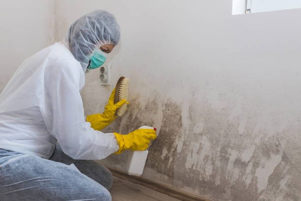 Best Preventive Mold Services in Caldwell, OH