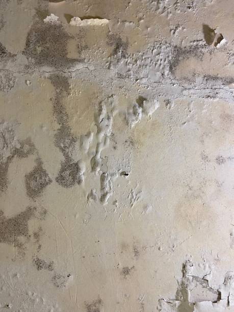 Best Emergency Mold Remediation in Caldwell, OH