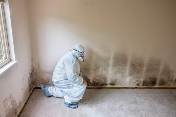 Best HVAC Mold Remediation in Caldwell, OH
