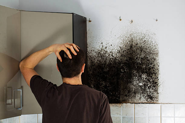 Best Post-Flood Mold Remediation in Caldwell, OH